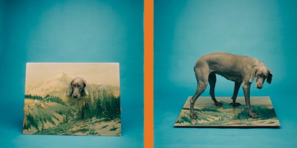 Renowned Artist William Wegman Exhibits Iconic and New Work at Vermont’s Shelburne Museum