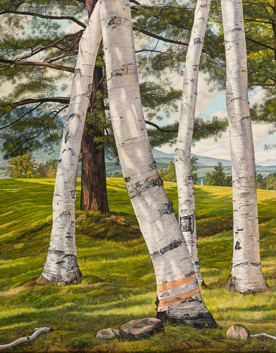 Birches Over Pine