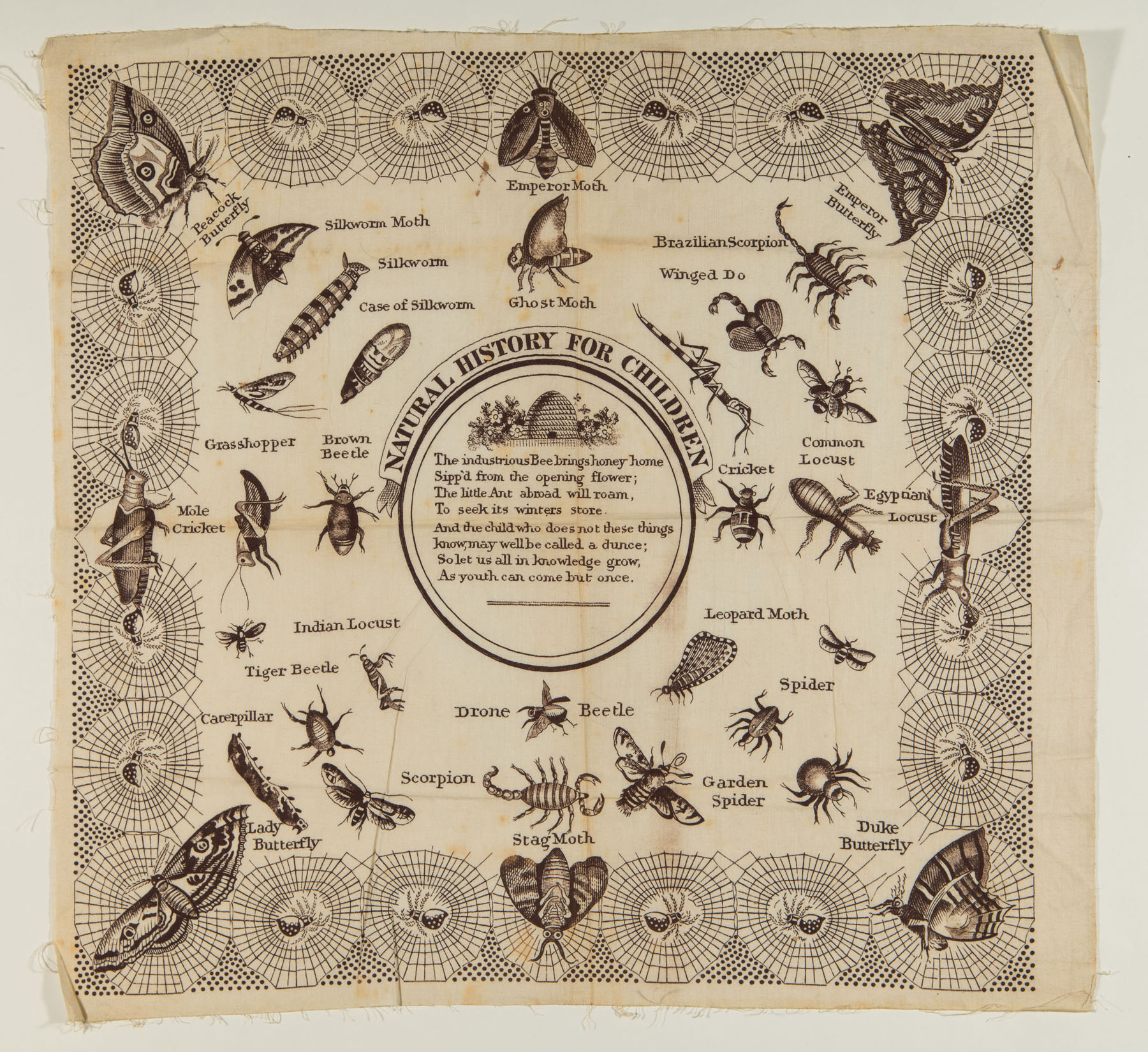 Natural History for Children Child's Handkerchief
