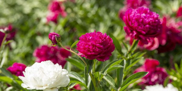 Garden Stroll at the Brick House